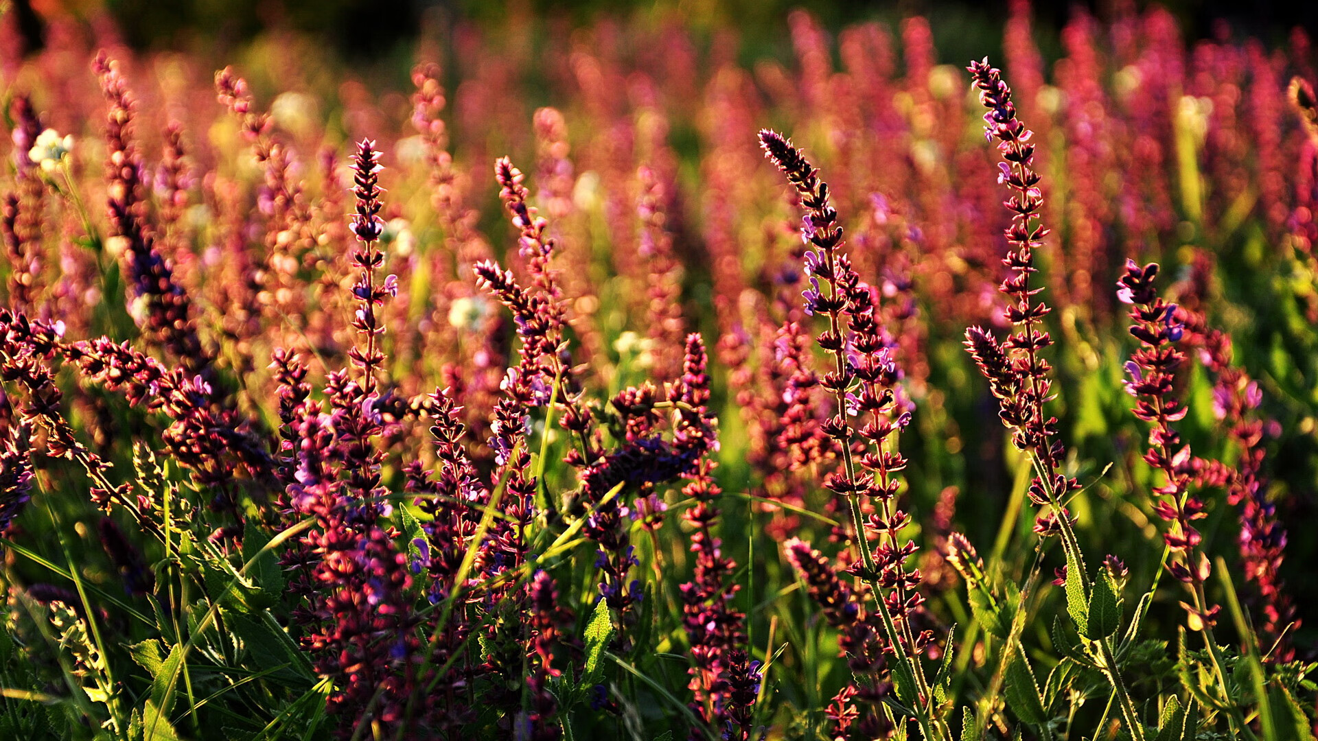绝杀之夜,爱德华兹一球定乾坤,深圳队惊险逆转上海队